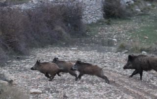 jabalíes, peste porcina africana, foto de Fundación Artemisan