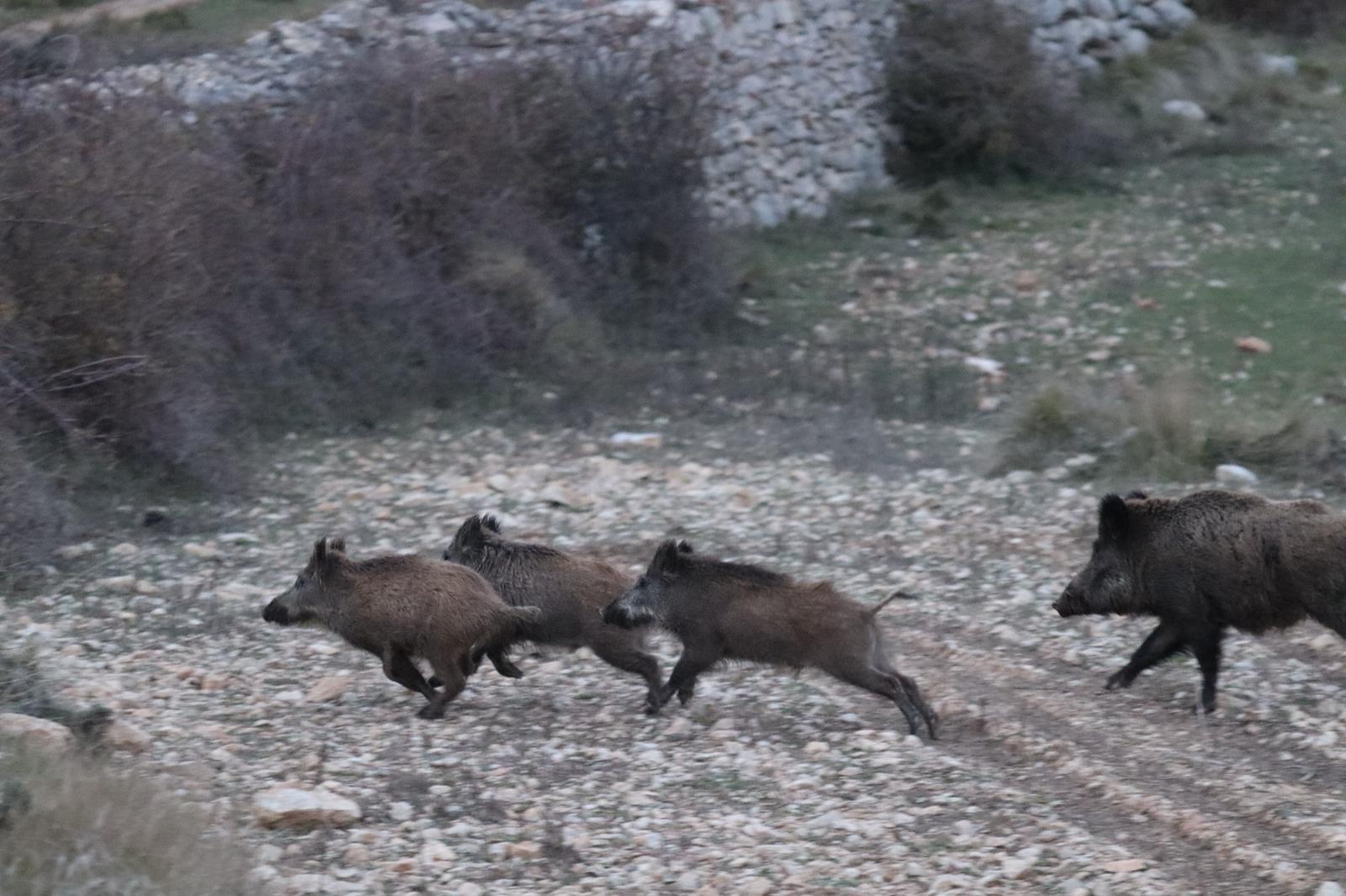 jabalíes, peste porcina africana, foto de Fundación Artemisan