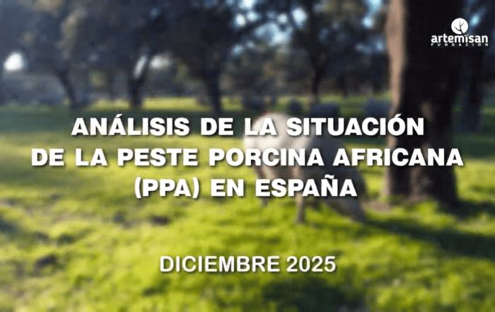 portada vídeo peste porcina africana