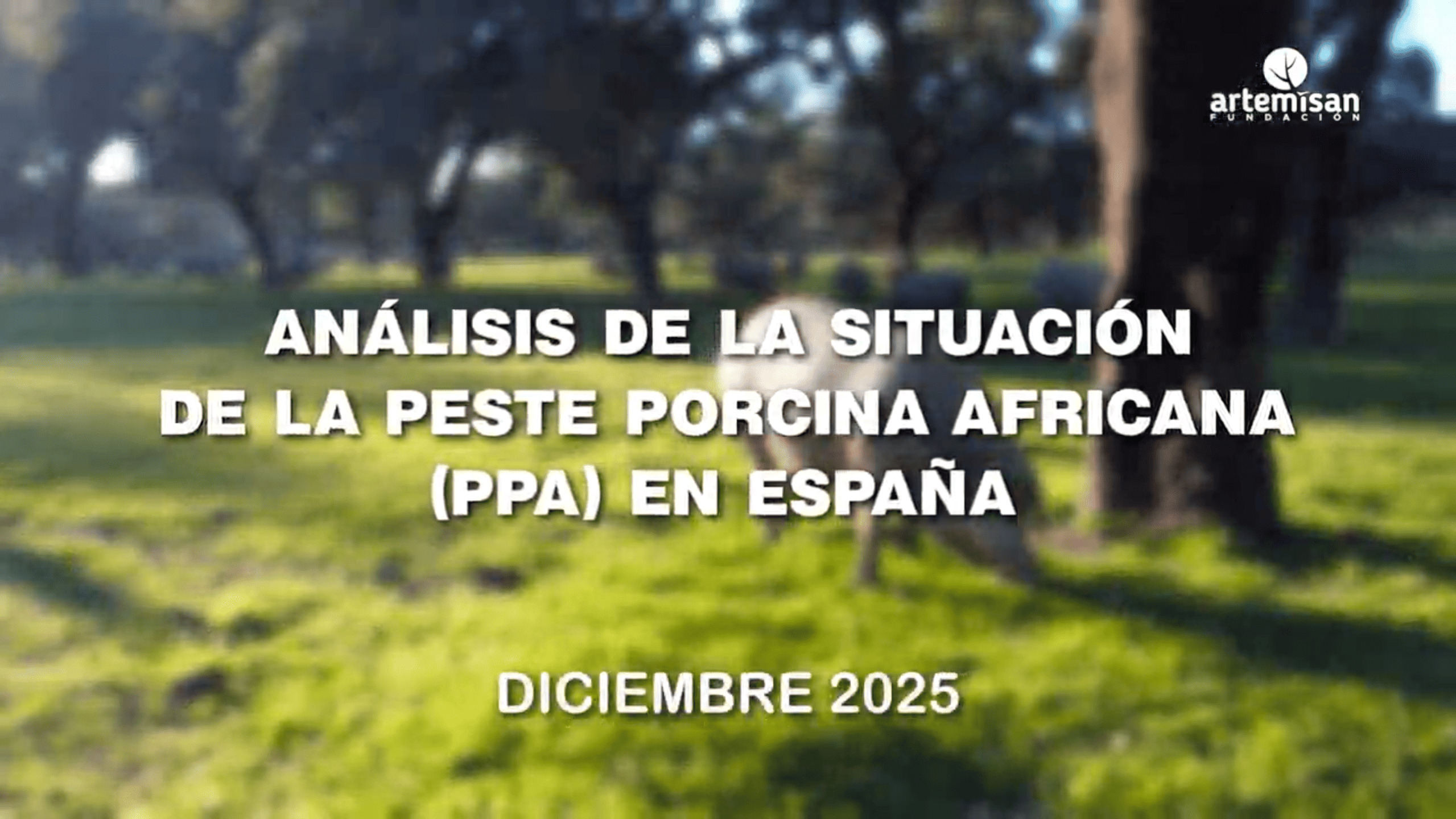 portada vídeo peste porcina africana