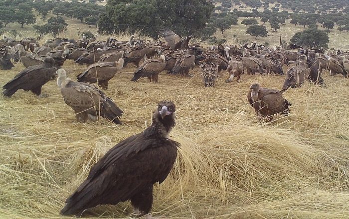 La alianza entre cazadores y buitres, una ventaja para España en la lucha contra la peste porcina africana