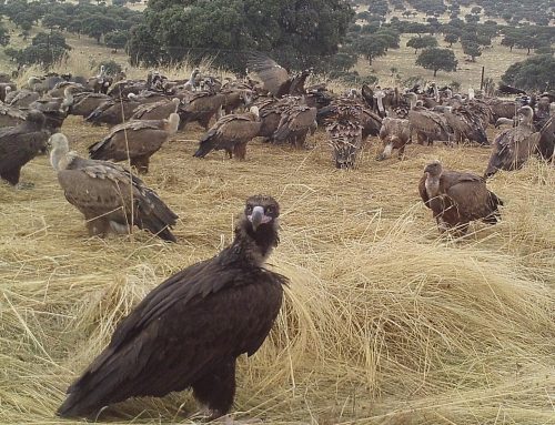 La alianza entre cazadores y buitres, una ventaja para España en la lucha contra la peste porcina africana