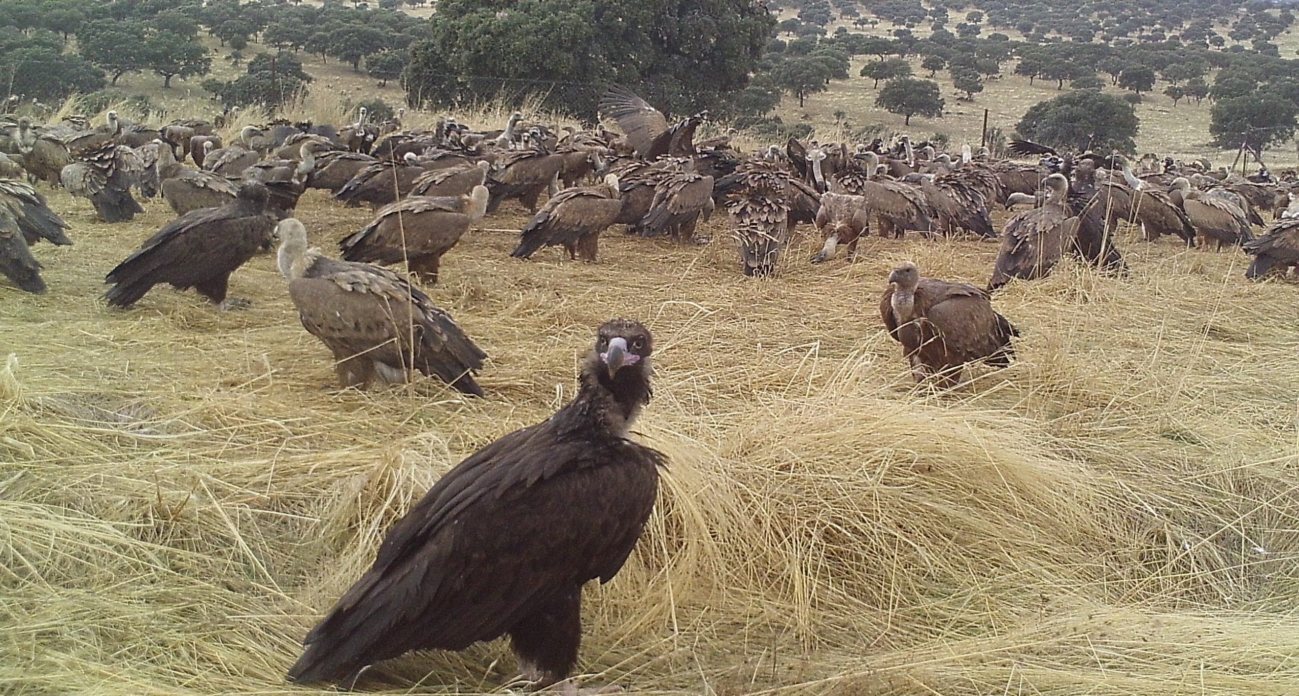 La alianza entre cazadores y buitres, una ventaja para España en la lucha contra la peste porcina africana