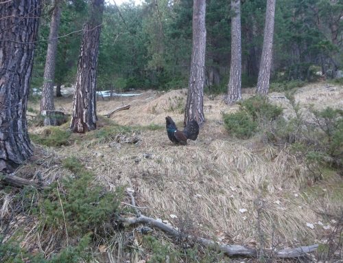 Un estudio demuestra que la combinación de gestión de hábitat y el manejo de depredadores y especies competidoras podría cambiar el destino del urogallo pirenaico