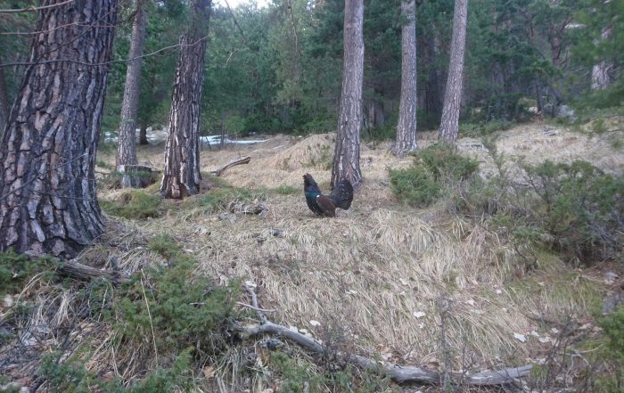 urogallo, proyecto de recuperación del urogallo pirenaico en el valle de bielsa