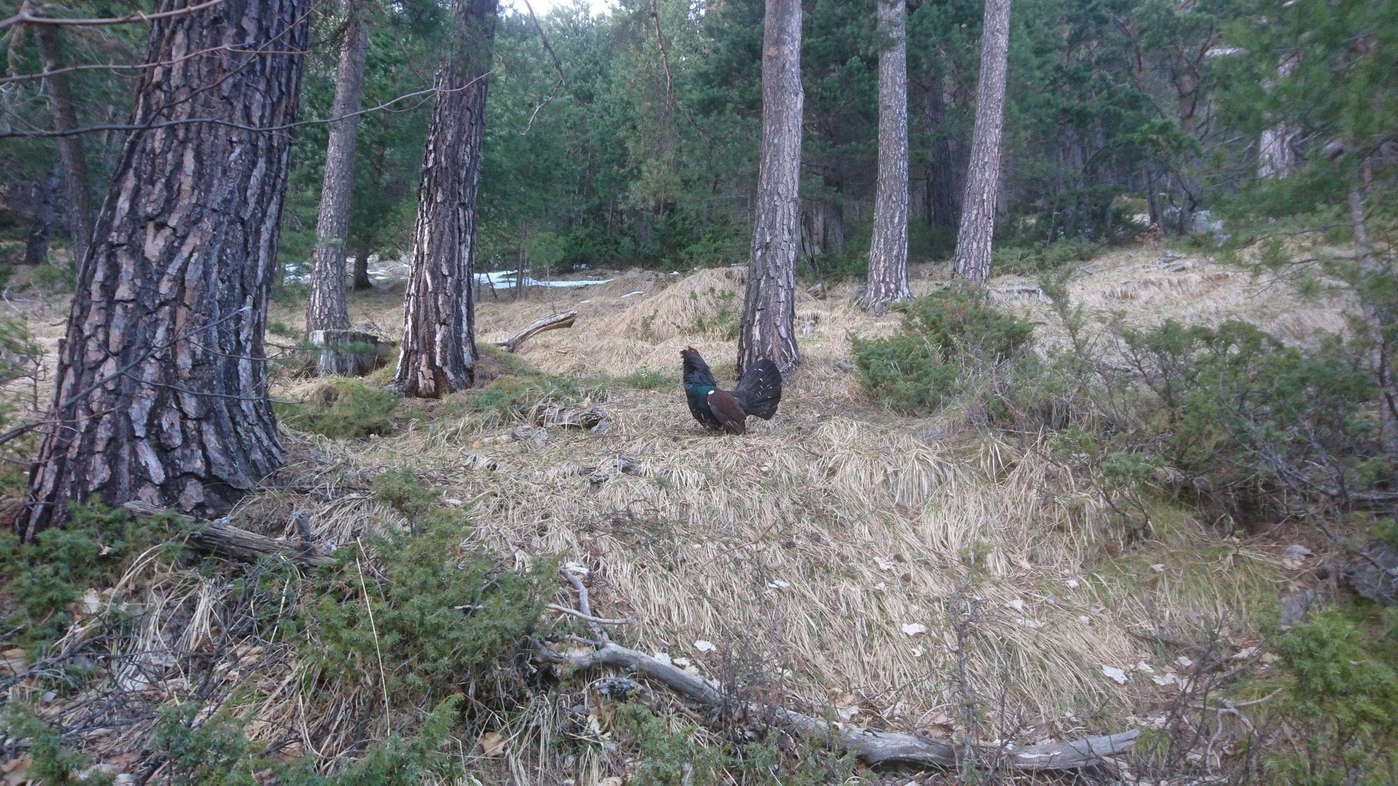 urogallo, proyecto de recuperación del urogallo pirenaico en el valle de bielsa