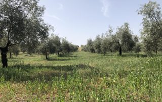 cubierta vegetal en olivar framework