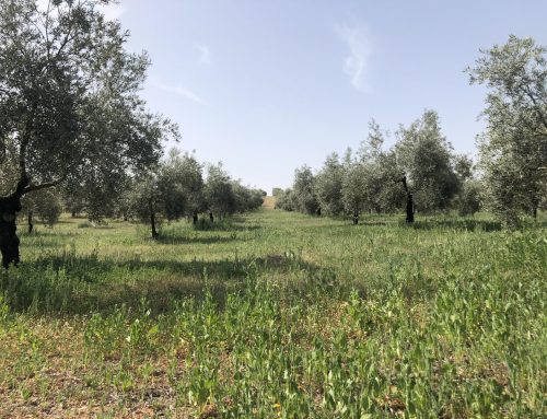 Framework: Un estudio científico europeo confirma la eficacia del modelo agrícola de colaboración local para mejorar la biodiversidad