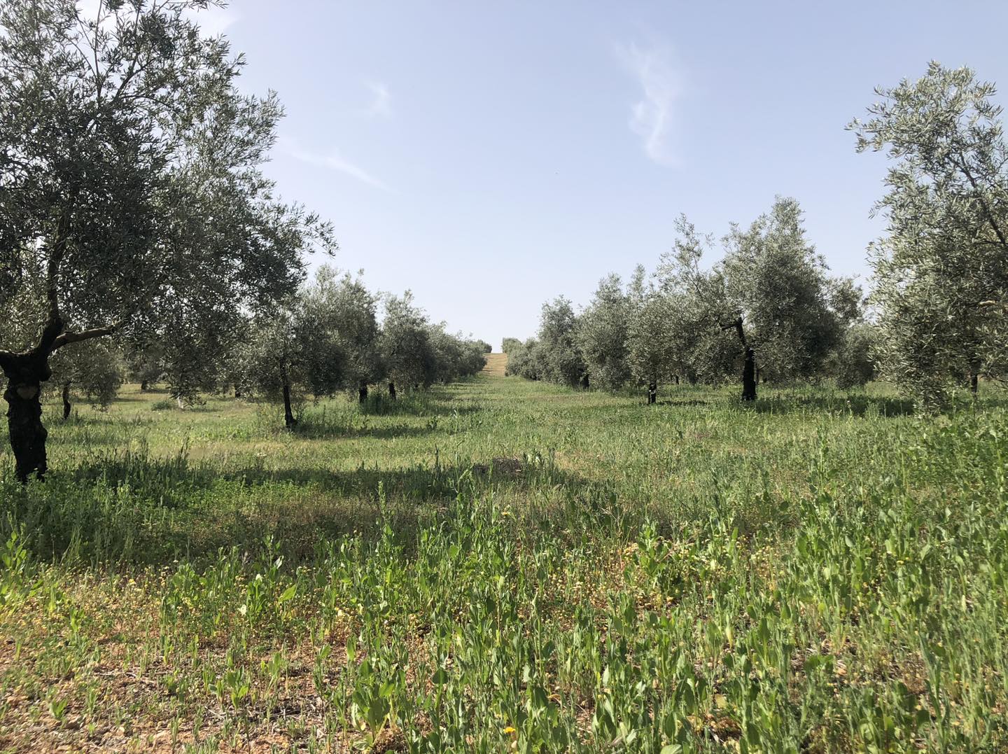 cubierta vegetal en olivar framework