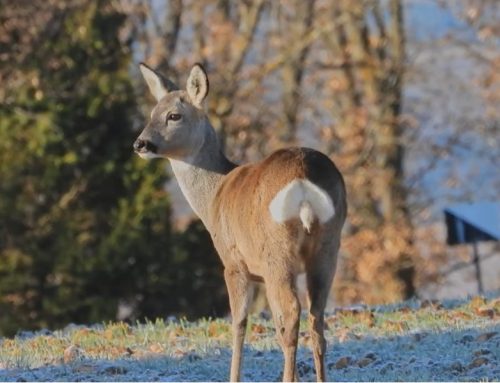 El corzo experimenta un incremento de distribución en España de un 62 % desde el año 2007