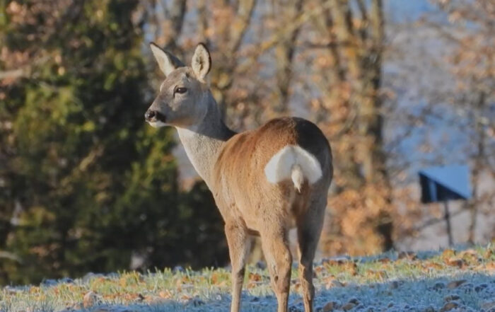 corzo fundación Artemisan