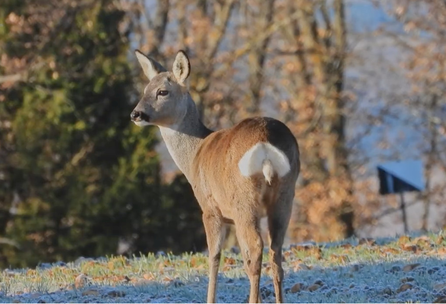 corzo fundación Artemisan