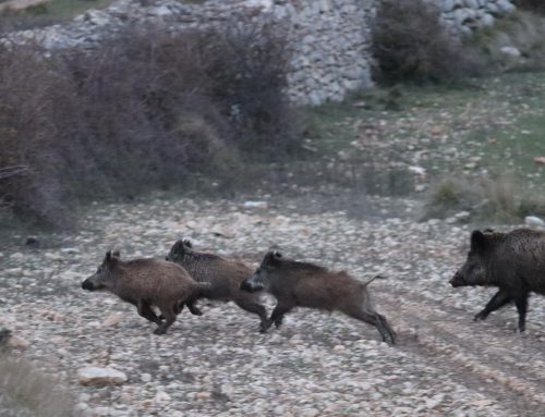 El sector cinegético alerta de que el retraso en la lucha contra la Peste Porcina Africana está poniendo en riesgo el futuro del campo español