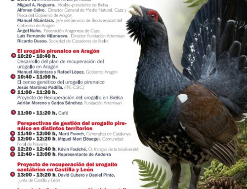 Bielsa acogerá una jornada técnica sobre gestión de poblaciones de urogallo