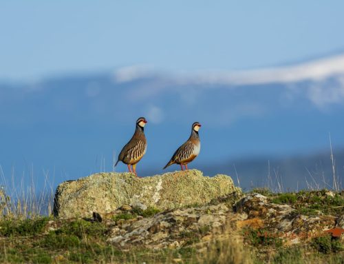 La población de perdiz roja consolida su segundo año de crecimiento tras la temporada de fuerte sequía