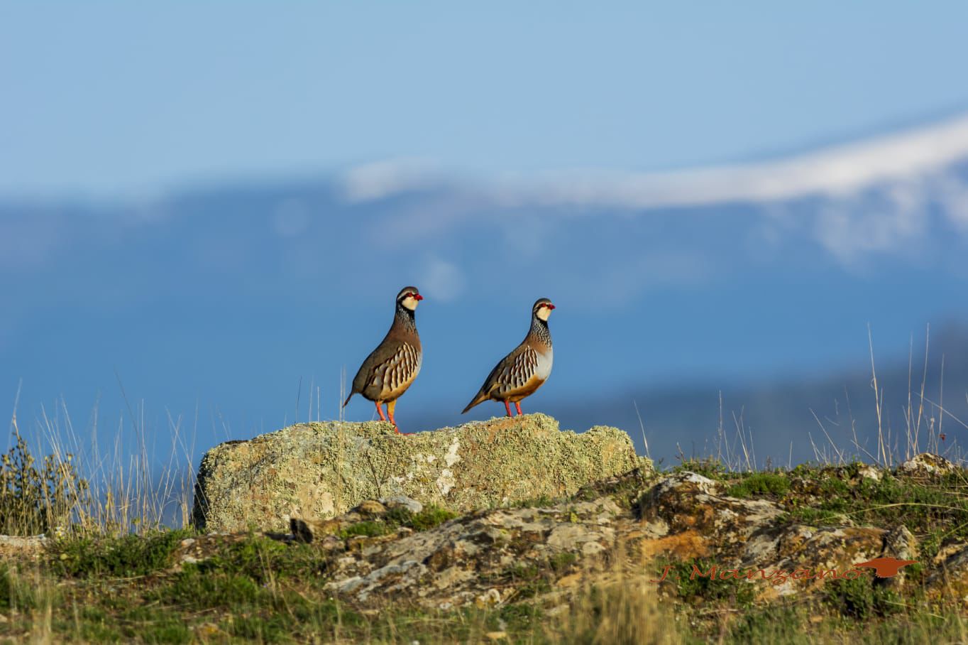 Foto perdiz José Manzano. Observatorio Cinegético