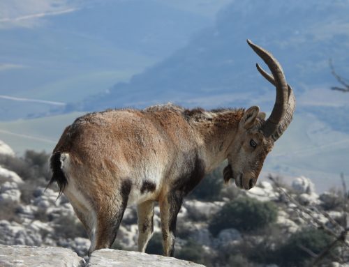 La gestión integrada, la mejor herramienta contra la sarna en ungulados silvestres de montaña