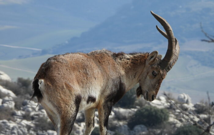 Cabra montés, sarna, Antonio Gallardo