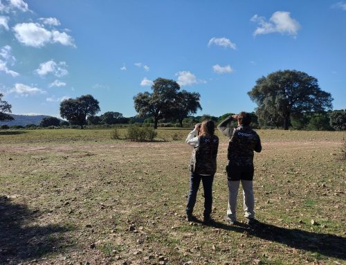 Nueva campaña de censos de tórtola y codorniz en el Observatorio Cinegético