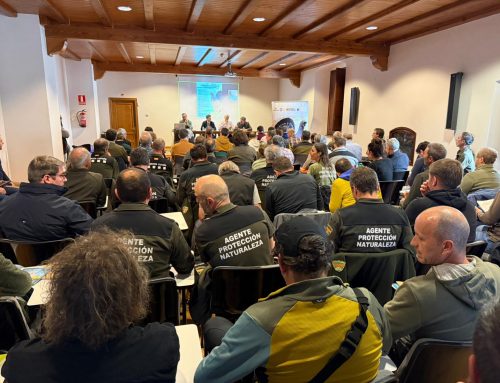 El futuro del urogallo pasa por la gestión del hábitat, el control de la depredación y la disminución de molestias humanas