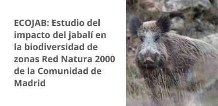 Impacto del jabalí en la biodiversidad de zonas Red Natura 2000 de la Comunidad de Madrid