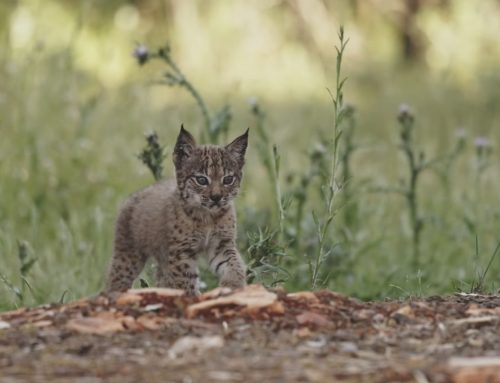 El regreso del lince ibérico: cómo los cazadores cambiaron la historia