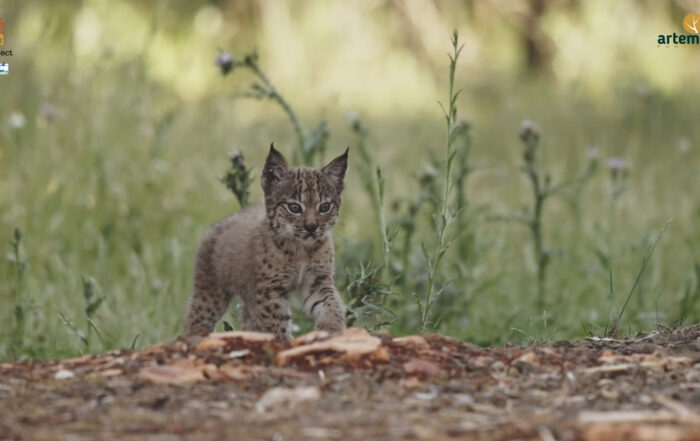 portada vídeo recuperación del lince