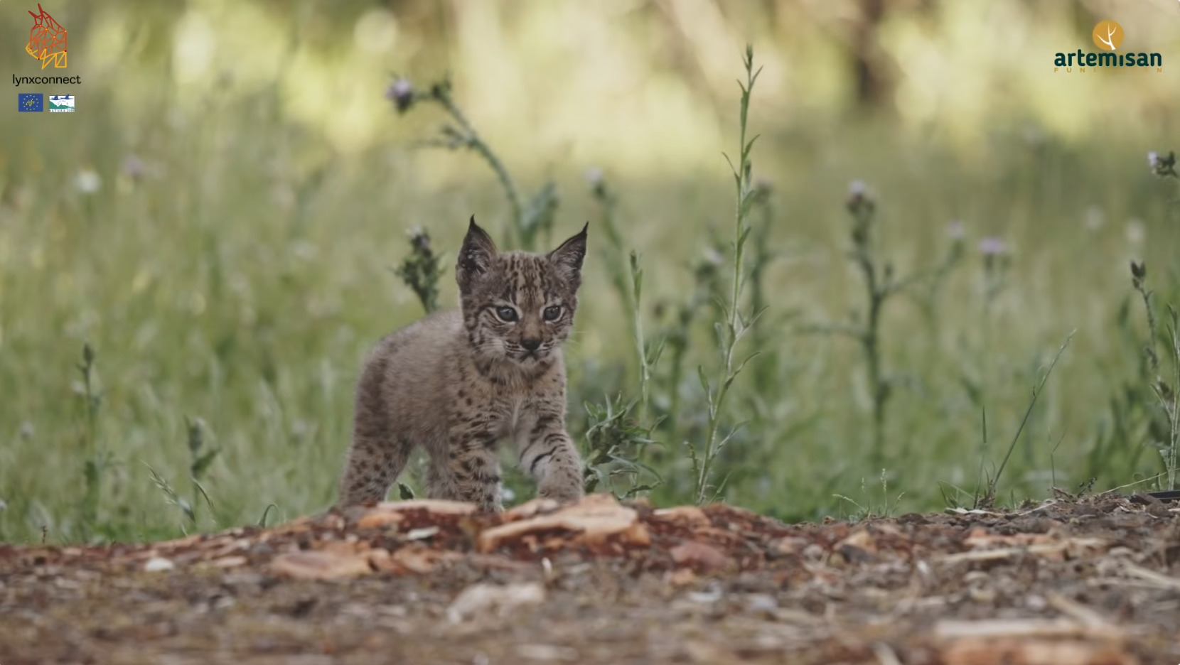 portada vídeo recuperación del lince