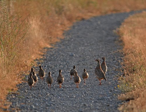 Nueva campaña de censos de bandos de perdiz para evaluar el éxito reproductor de la especie