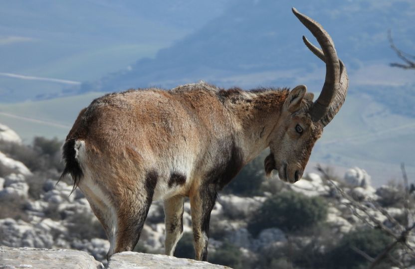 cabra montés investigación