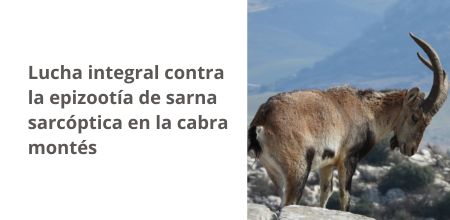 Lucha integral contra la epizootía de sarna sarcóptica en la cabra montés