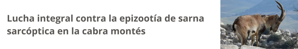 Lucha integral contra la epizootía de sarna sarcóptica en la cabra montés