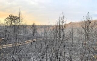 incendio forestal, incendios