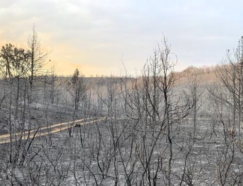 El sector cinegético reclama que las ayudas por los incendios incluyan medidas para recuperar la fauna silvestre y sus hábitats