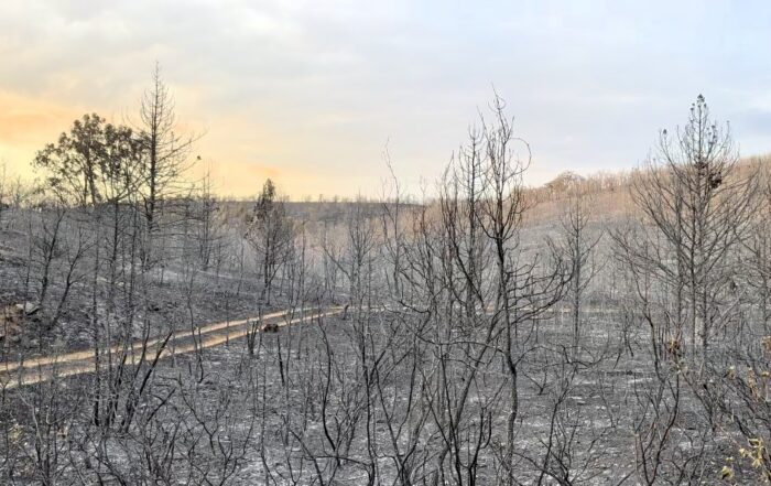 incendio forestal, incendios