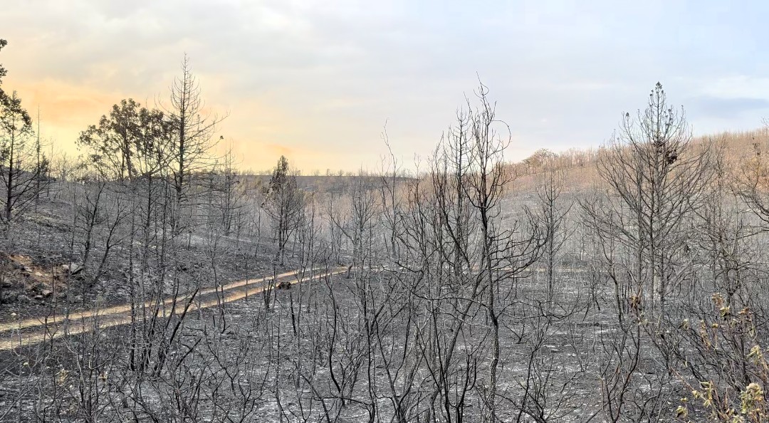 incendio forestal, incendios