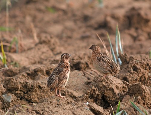 Los cazadores españoles volverán a hacer censos simultáneos de codorniz en el segundo ‘Coturnix Challenge’