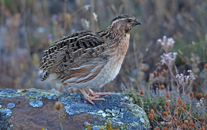 codorniz, coturnix, proyecto coturnix, fotografía de José Manzano