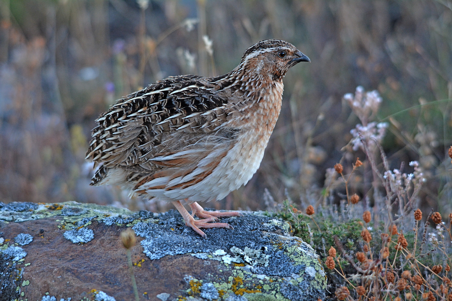 codorniz, coturnix, proyecto coturnix, fotografía de José Manzano