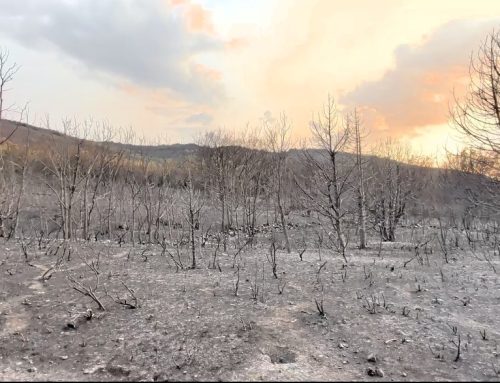 Fundación Artemisan elabora un nuevo informe que analiza la evolución de los incendios forestales