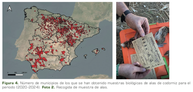 muestras de alas coturnix 2025
