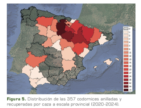 Recuperación codornices anilladas coturnix 2025