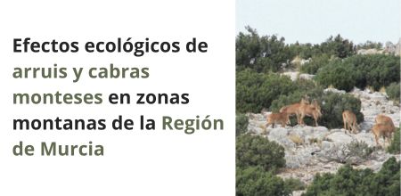 banner movil artemisan arrui cabras efectos ecologicos Efectos ecológicos de arruis y cabras monteses en zonas montanas de la Región de Murcia