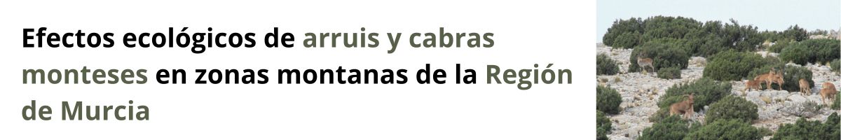 banner web artemisan arrui cabras efectos ecologicos Efectos ecológicos de arruis y cabras monteses en zonas montanas de la Región de Murcia