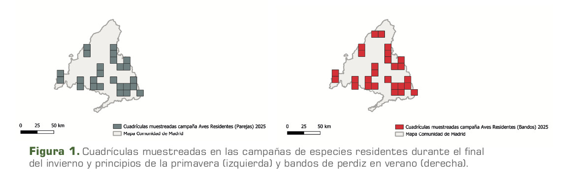 cuadrículas proyecto cinegead 2025