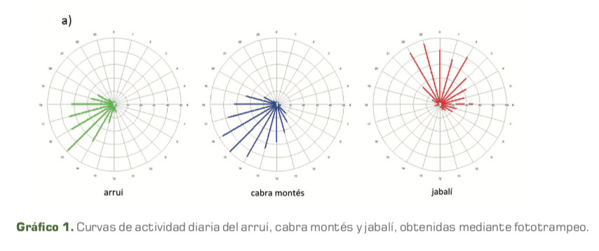 Curvas de actividad diaria del arruí, cabra montés y jabalí, obtenidas mediante fototrampeo.