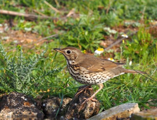 Cazadores de toda España volverán a aportar datos científicos al proyecto Zorzales